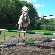 Anden særlig race Florboe's Hoppity Hop (Plet)