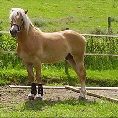 Haflinger Noah hestvang solgt