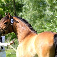 New Forest Horsemosens Cinnamon