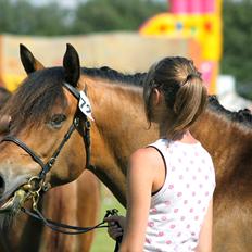 New Forest Horsemosens Cinnamon