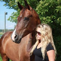 Dansk Varmblod N.O.H'S Bahama <3