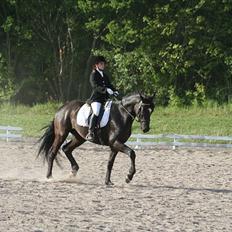 Dansk Varmblod Armani (lillebror)( tidligere hest) 