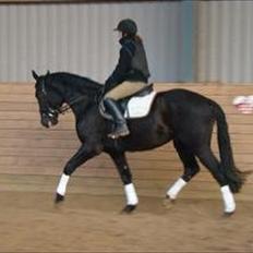 Dansk Varmblod Armani (lillebror)( tidligere hest) 