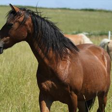 Anden særlig race Sheran