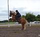 Haflinger Vestervangs Hodder 