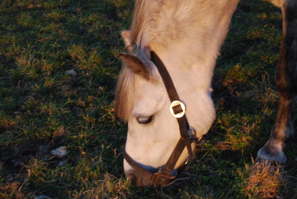 Welsh Pony af Cob-type (sec C) Musen - Græs -_- billede 18