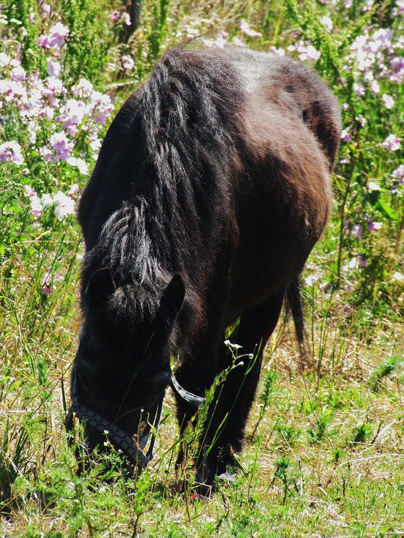 Shetlænder Tulle billede 3