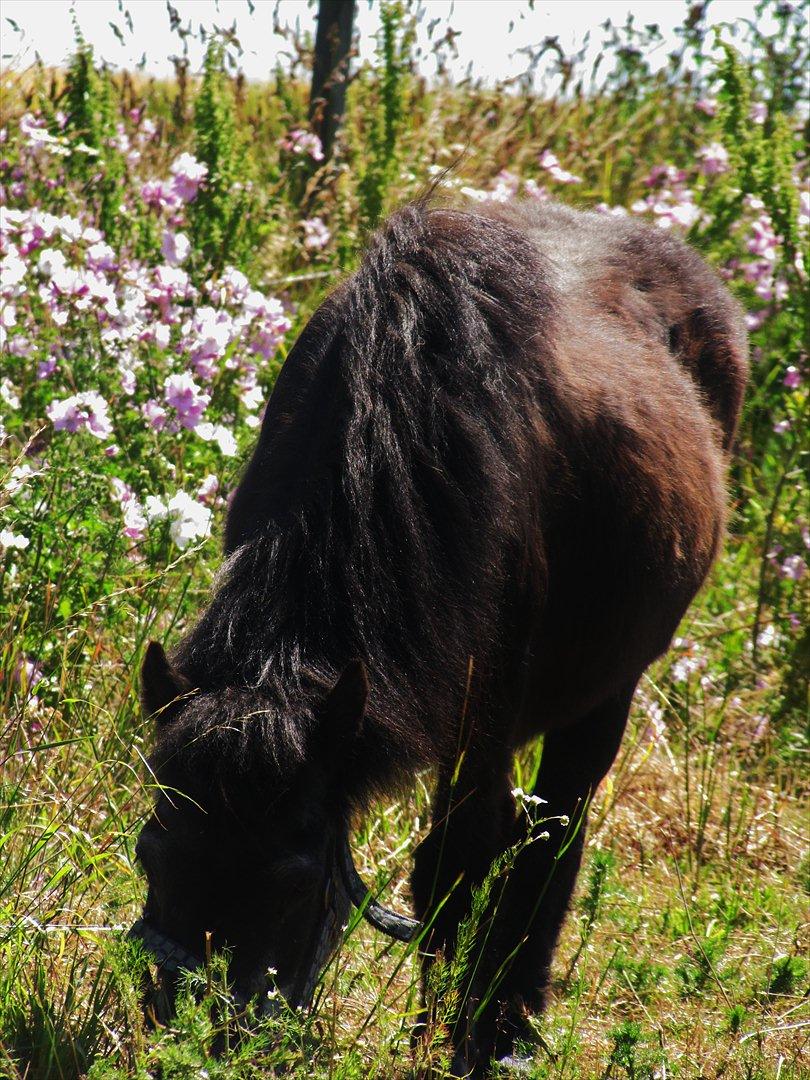 Shetlænder Tulle billede 4