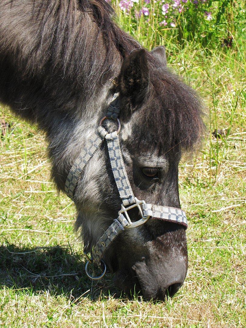 Shetlænder Tulle billede 5