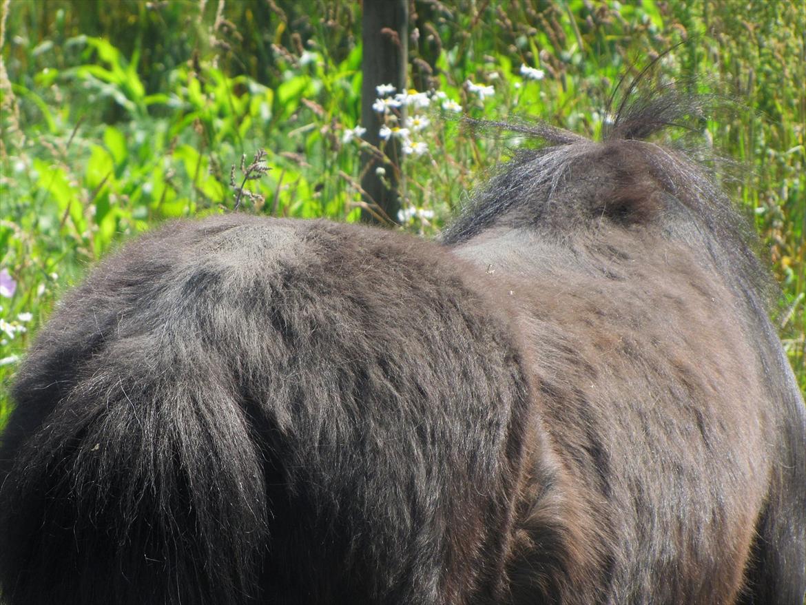 Shetlænder Tulle billede 6