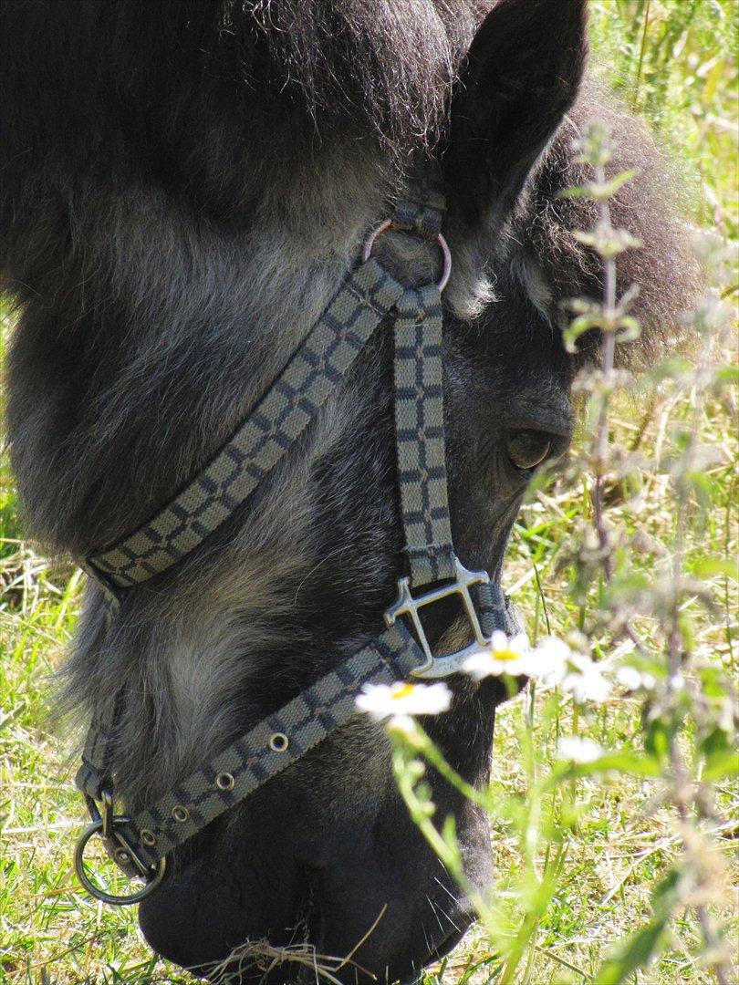 Shetlænder Tulle billede 7