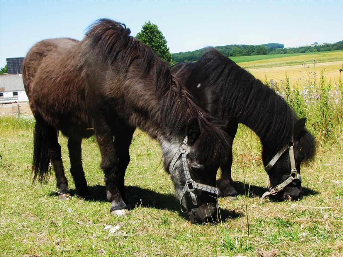 Shetlænder Tulle billede 8