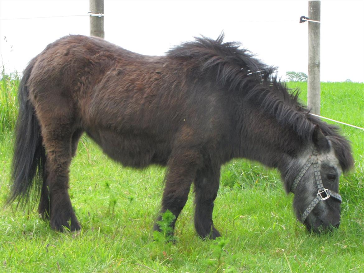 Shetlænder Tulle billede 9