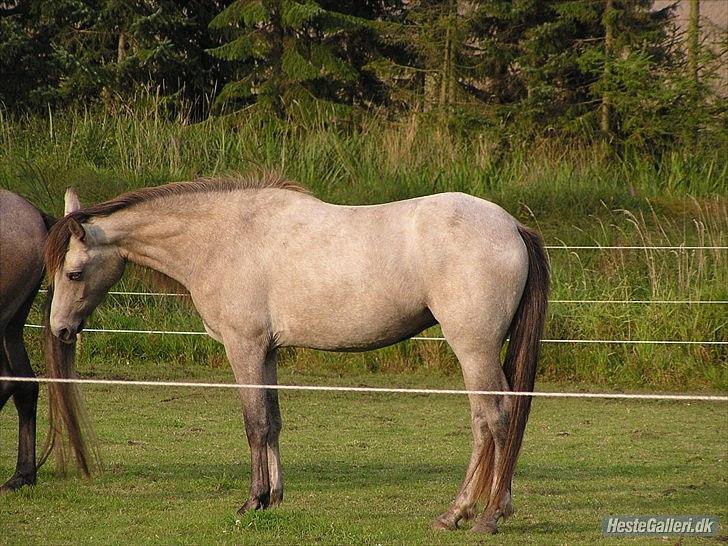 Welsh Pony (sec B) Fjordvangens Evian - Evian 2 år billede 16