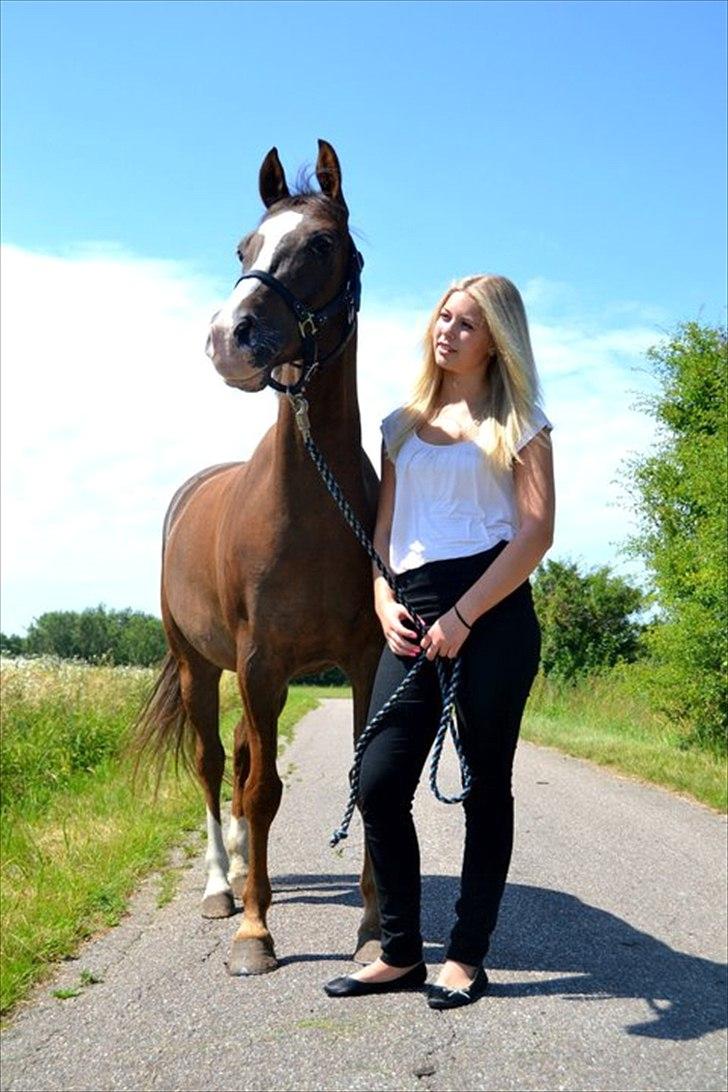 DSP Fandango  SOLGT billede 10