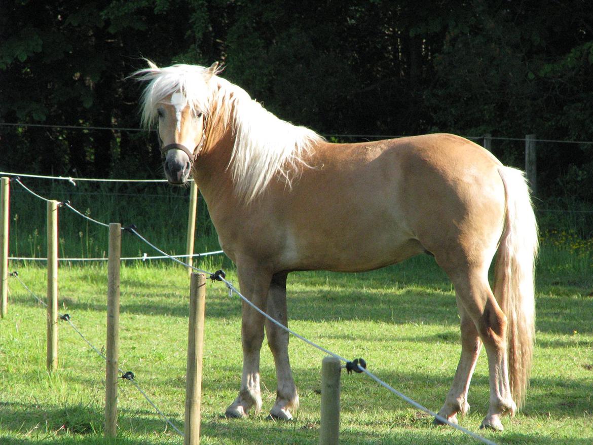 Tyroler Haflinger Walando  billede 18