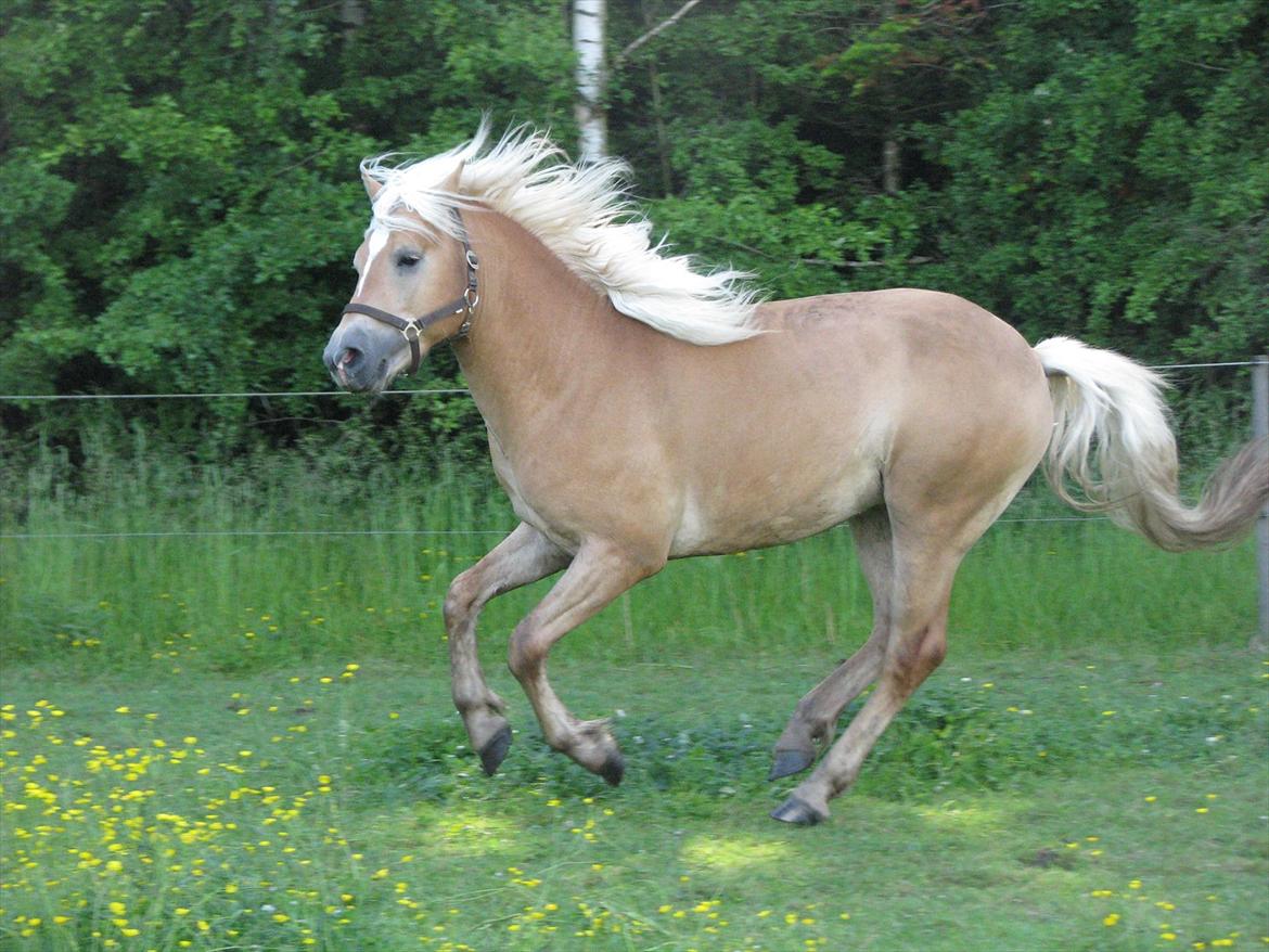Tyroler Haflinger Walando  billede 20
