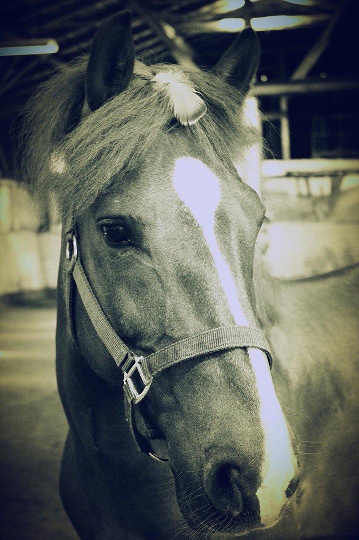 Tysk Sportspony Whysky <3|Mit alt| - Velkommen til Whysky's profil. Læg gerne en kommentar. Her er han i ridehus. Taget af: mig billede 1