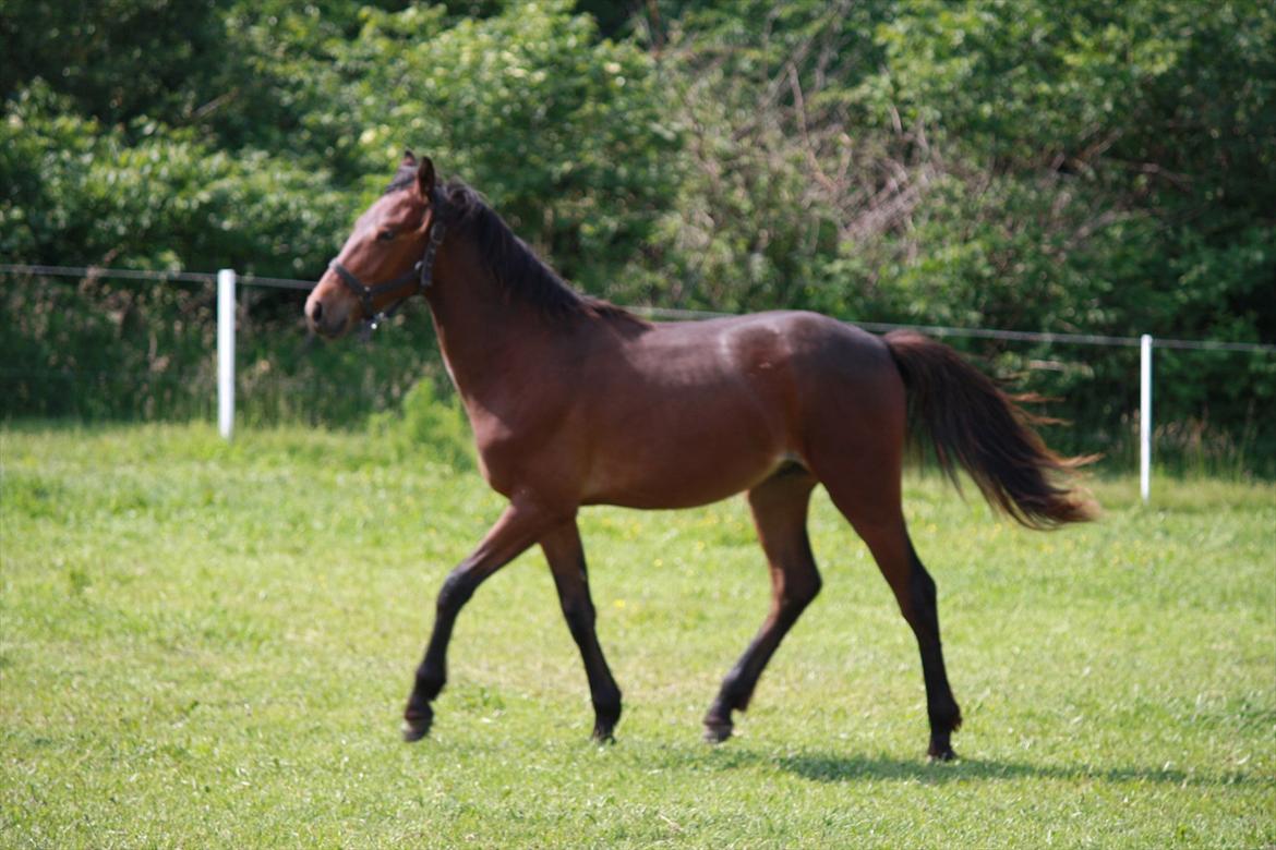 Anden særlig race Wupti - 1 år og et par måneder gammel. billede 10