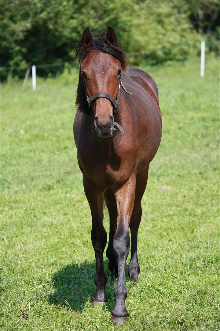 Anden særlig race Wupti - 1 år og et par måneder gammel. billede 3