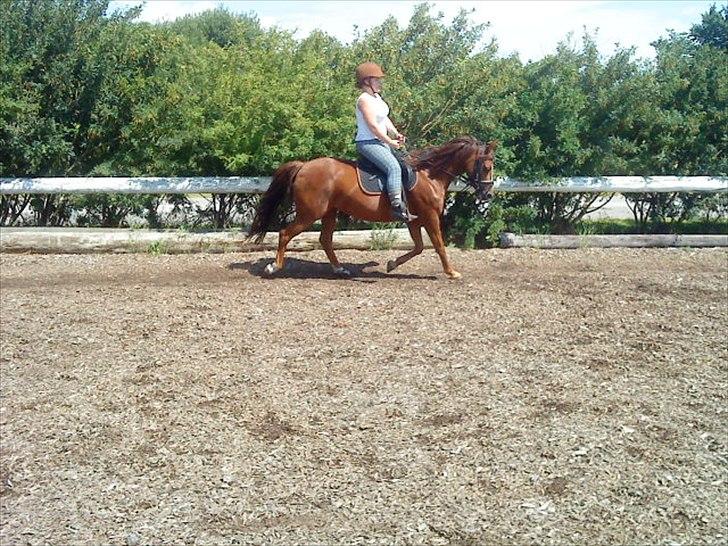 DSP jasmin sky  billede 10