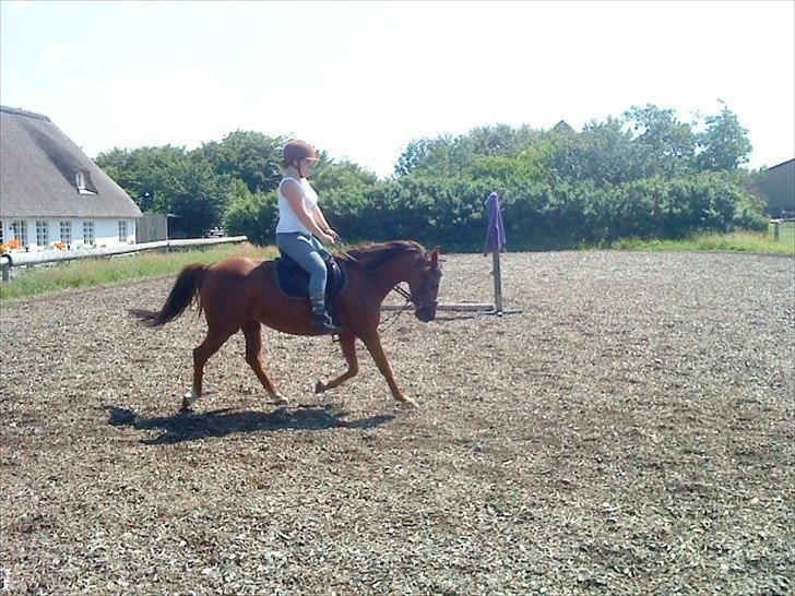 DSP jasmin sky  billede 12