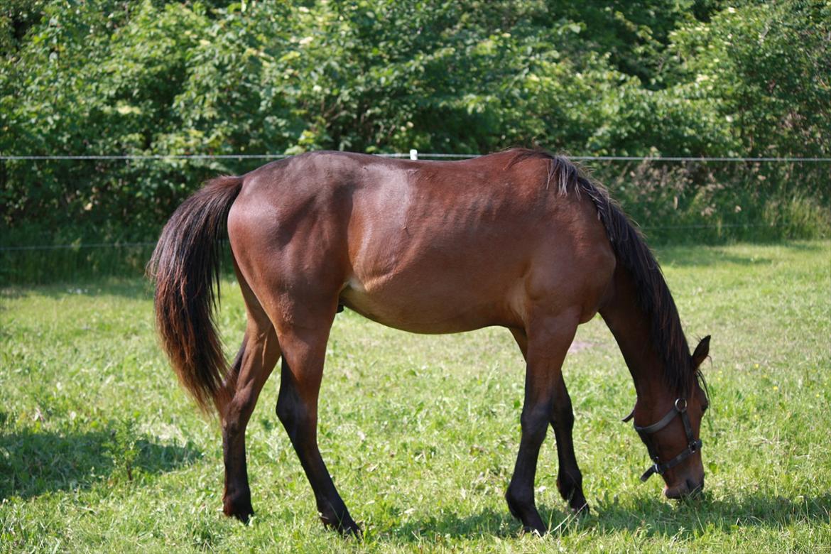 Anden særlig race Wupti - 1 år og et par måneder gammel. billede 11