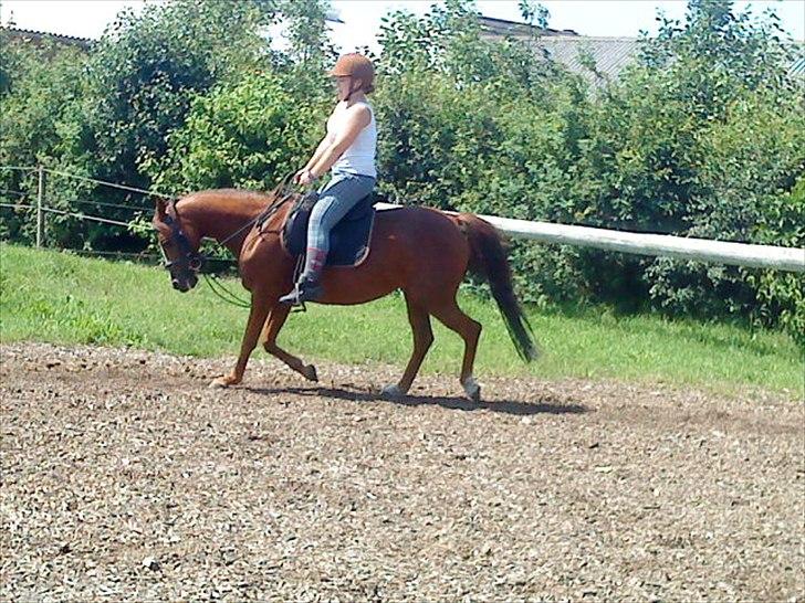 DSP jasmin sky  billede 15