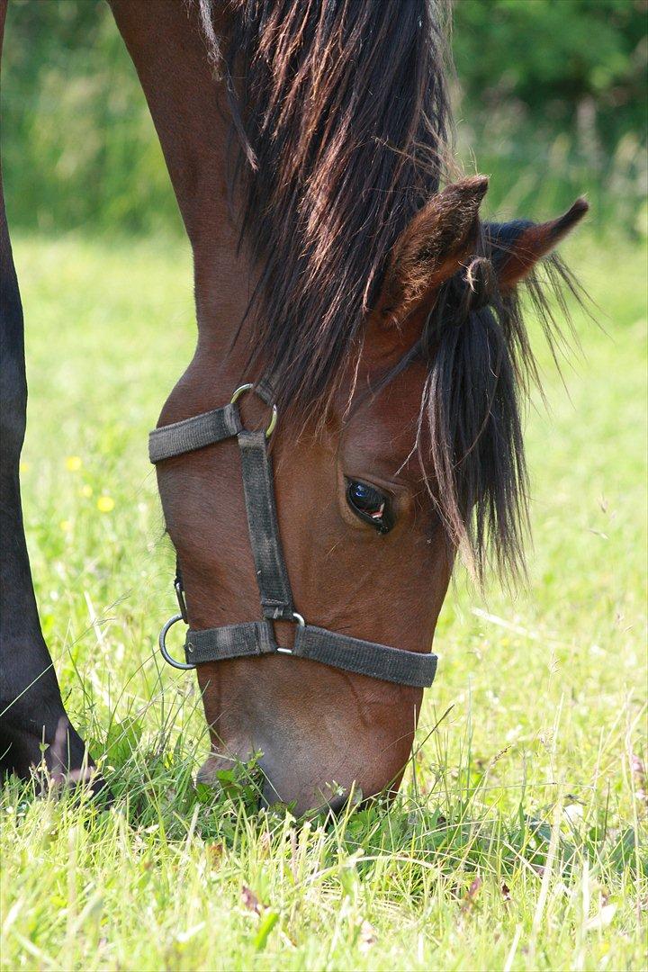 Anden særlig race Wupti - 1 år og et par måneder gammel. billede 12