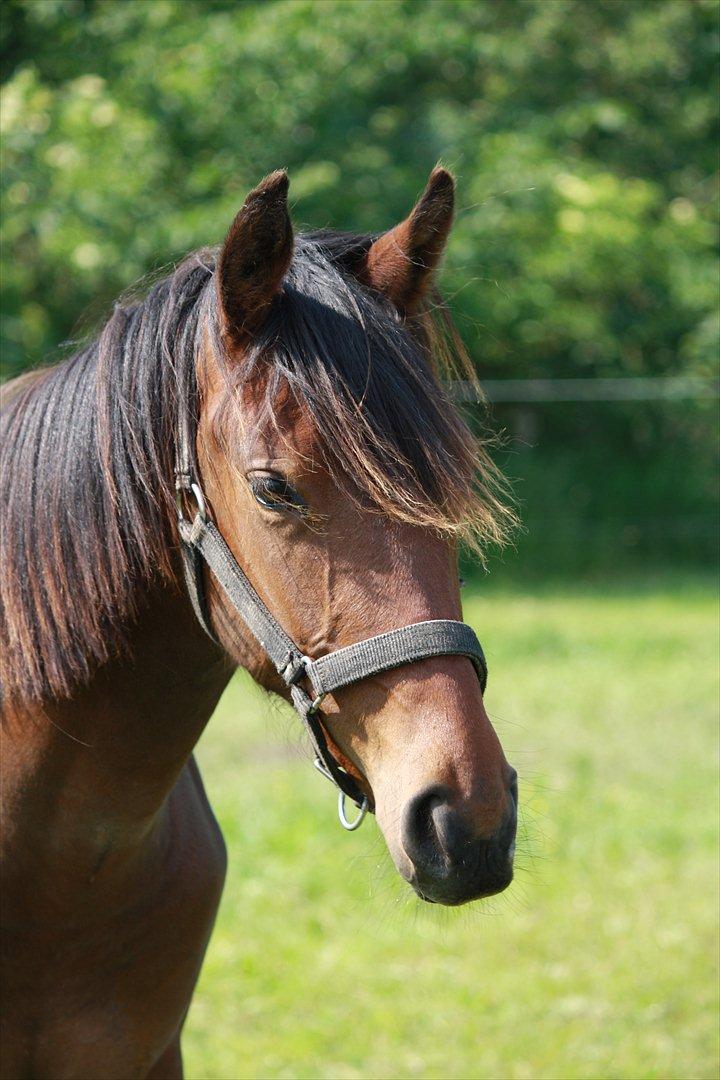 Anden særlig race Wupti - 1 år og et par måneder gammel. billede 13