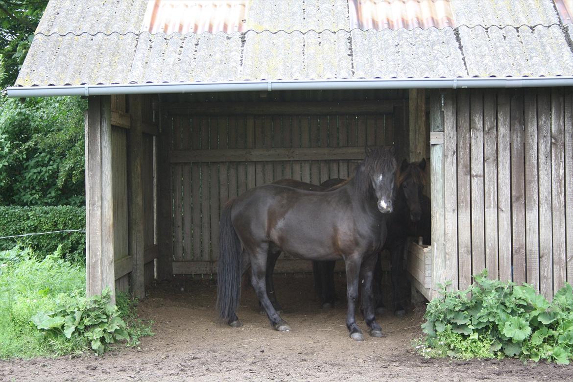 Islænder Ari fra Sysselhaven - Ari i hans hus billede 1
