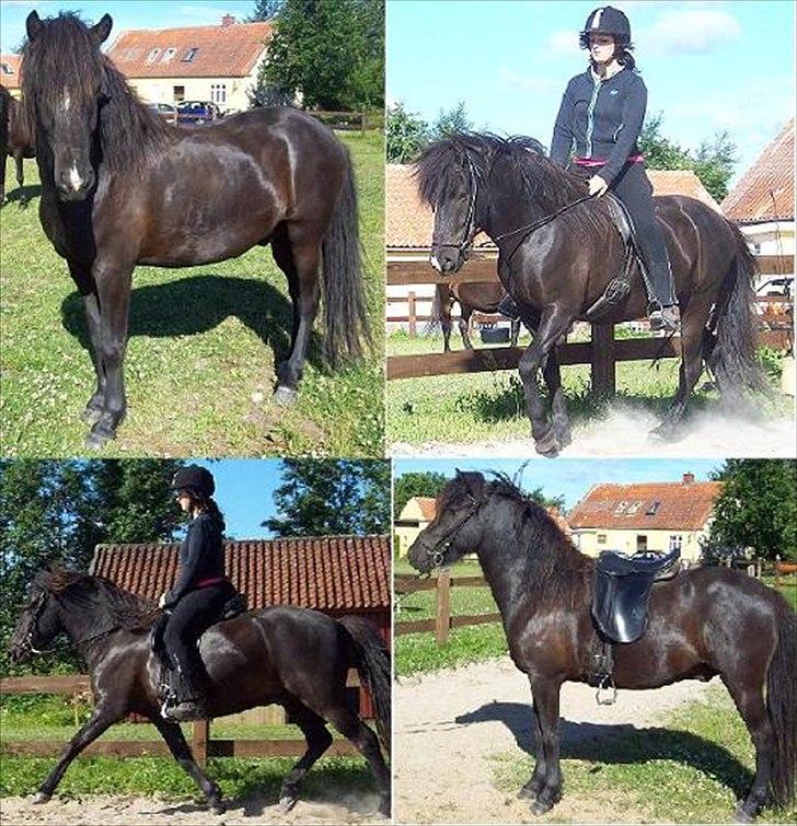 Islænder Ari fra Sysselhaven - ´Fotos fra salgsannoncen billede 2