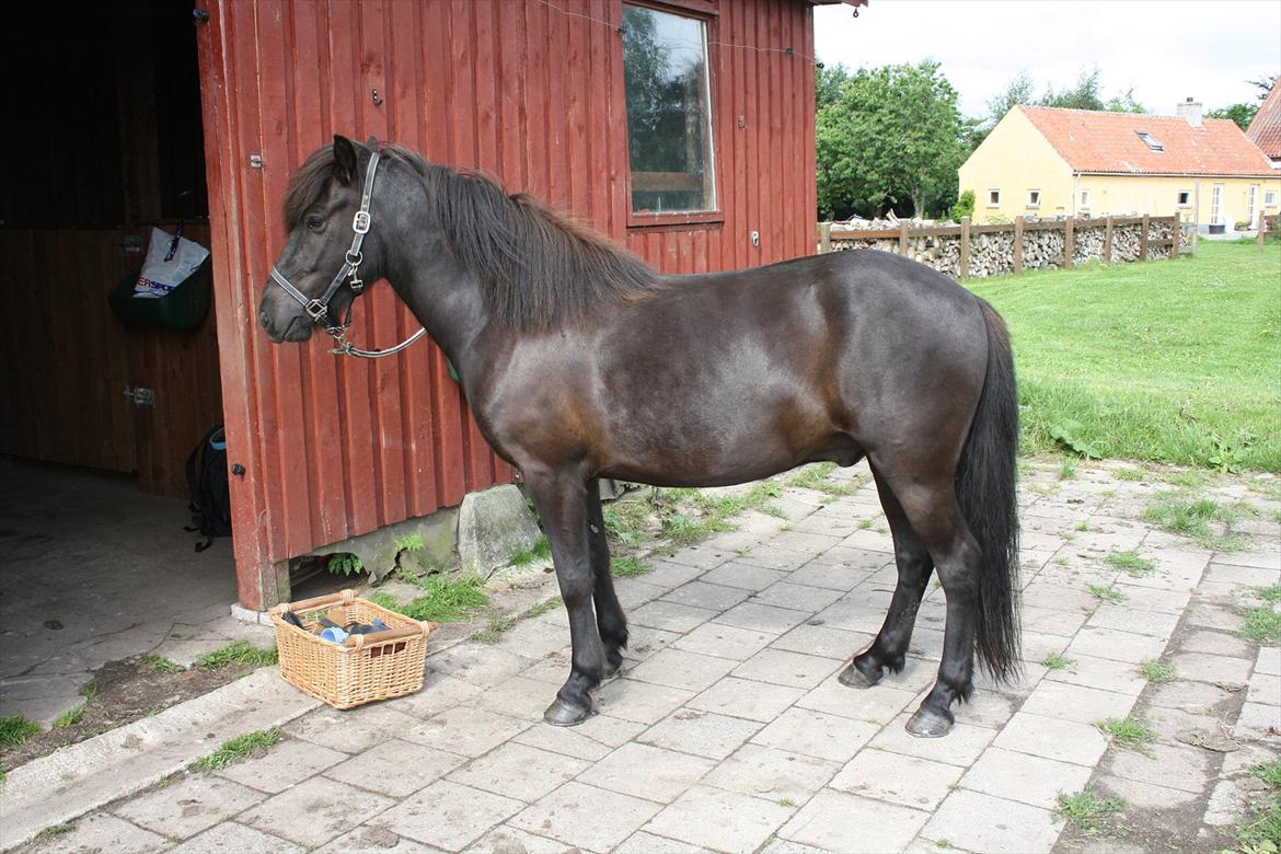 Islænder Ari fra Sysselhaven - tålmodigt venter han på at blive børstet billede 3