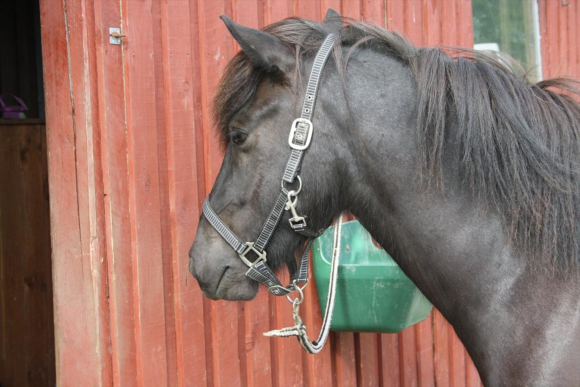 Islænder Ari fra Sysselhaven billede 4