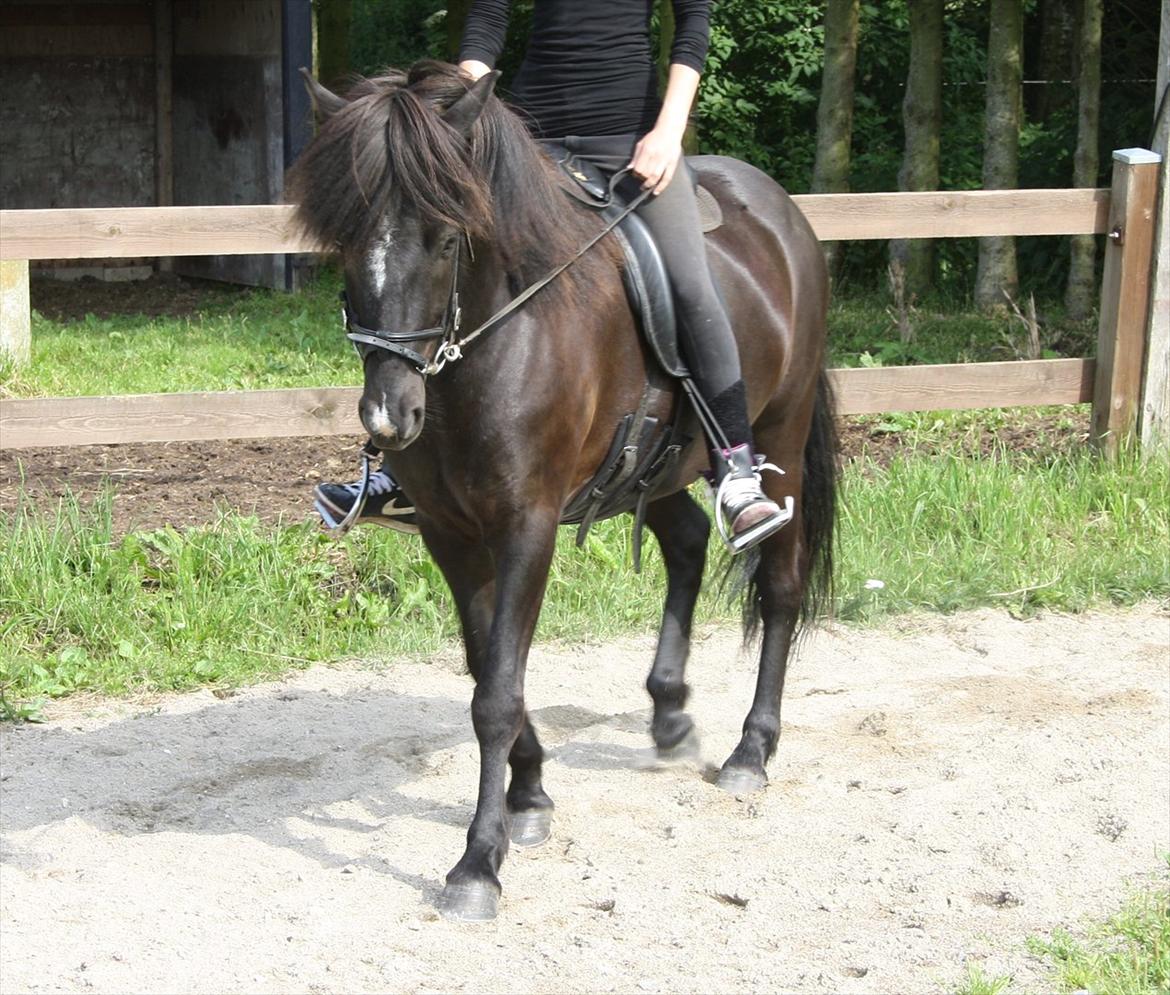 Islænder Ari fra Sysselhaven billede 5