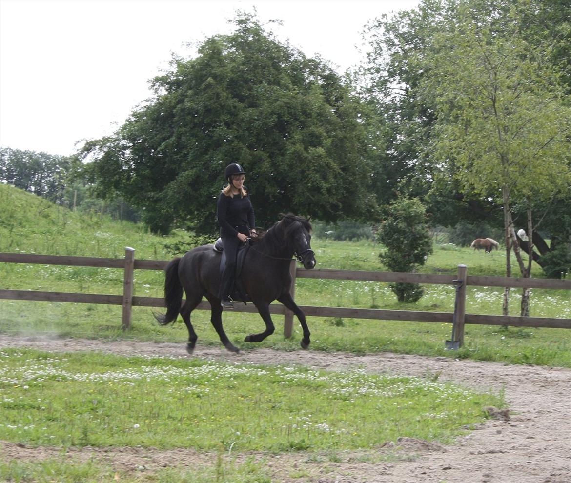 Islænder Ari fra Sysselhaven - Første galop billede 6