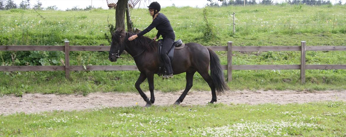 Islænder Ari fra Sysselhaven - Dygtig hyp ;-) billede 7