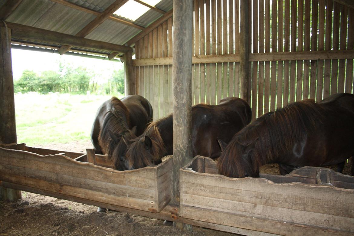 Islænder Ari fra Sysselhaven - Ari, Geysir og Gino deles fint om krybberne billede 8