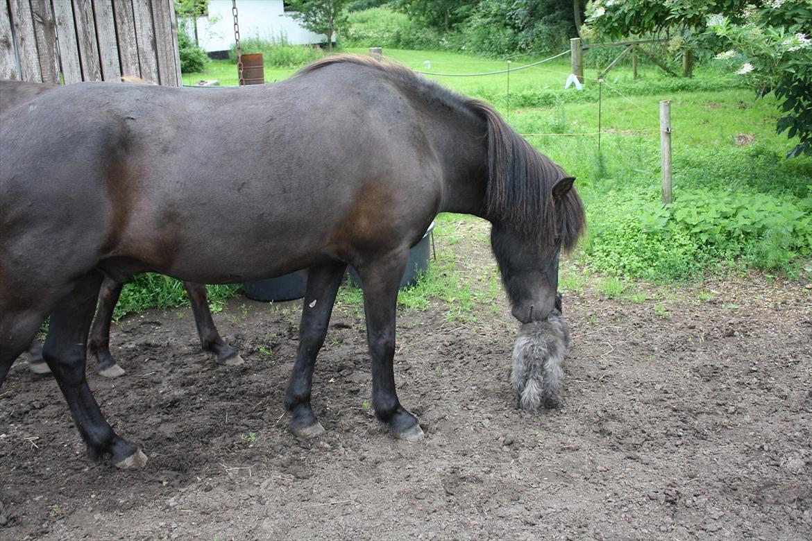 Islænder Ari fra Sysselhaven - Ari hilsen på Tøsen..synes vist hun ser lidt underlig ud ;-) billede 9