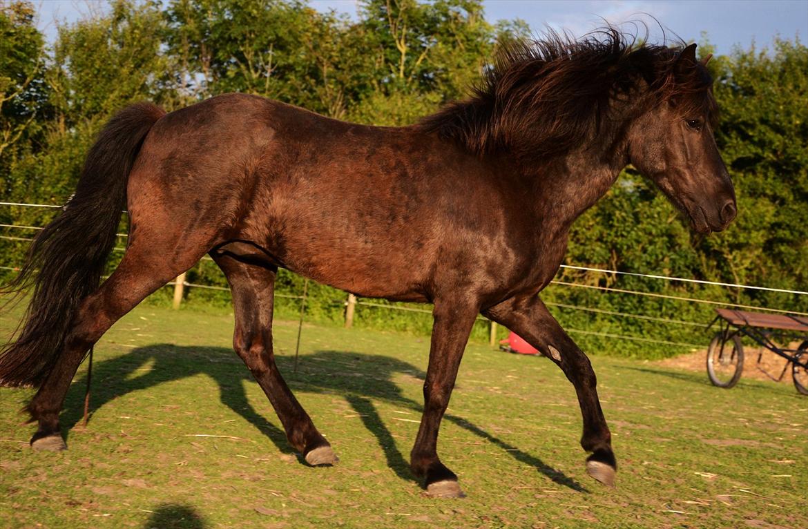 Islænder Steina <3 - its amazing how you can speak right to my heart, without saying a word, you can light up the dark. //foto: Nanna <3. billede 10