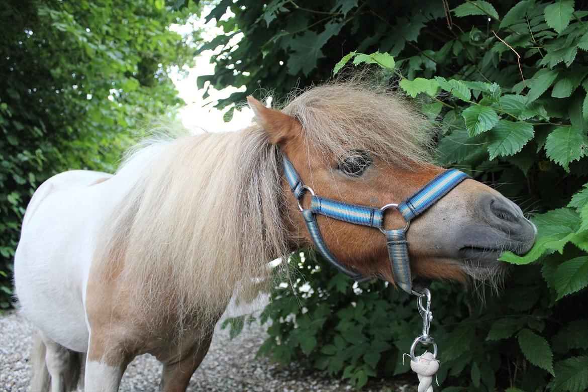 Shetlænder Daisy billede 16