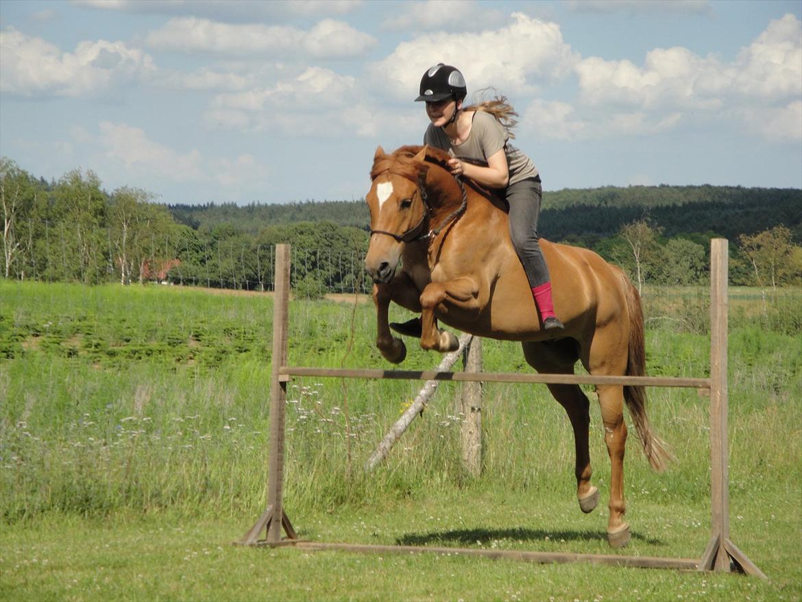 New Forest Foinix Dyrekjær - B-PONY! - spring i rebgrime! - fordi vi stoler på hinanden! :') billede: camilla billede 13