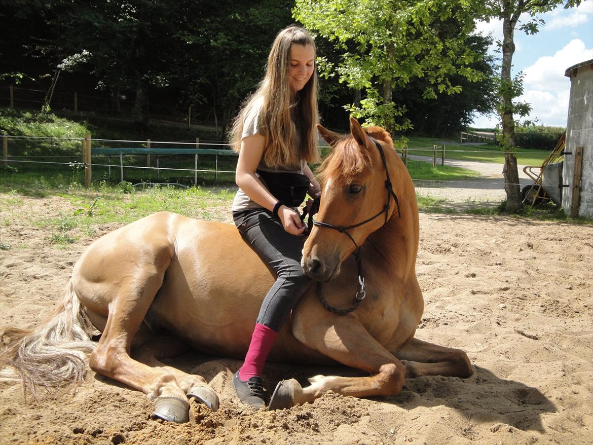 New Forest Foinix Dyrekjær - B-PONY! - bassen ligger ned på komando :)) - jeg er stolt af dig hver dag! billede: camilla billede 15