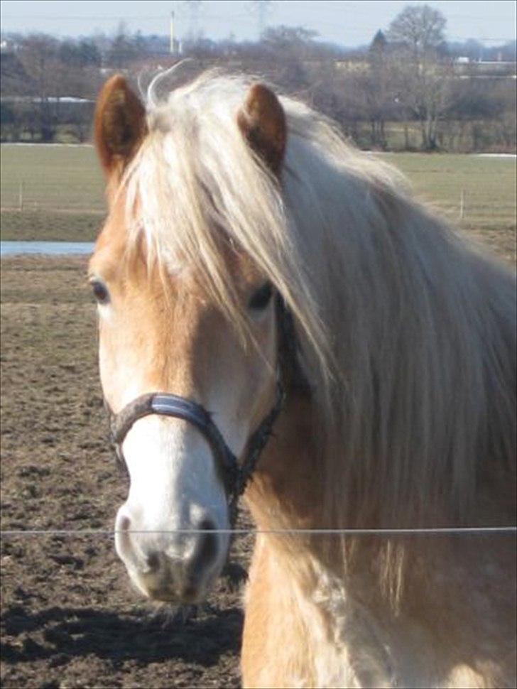 Haflinger Armani Nordan  billede 1