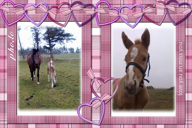 Palomino Golden Lobell R.I.P billede 2