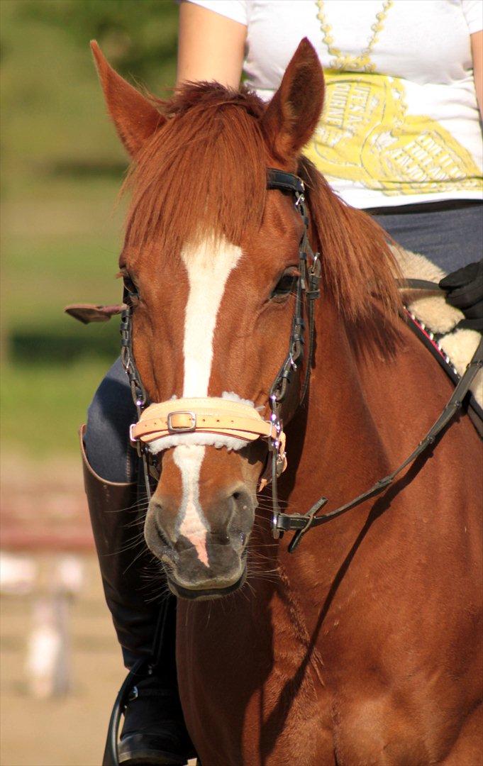 Anden særlig race Miss Mabel I ILU I - Min smukke pige (': billede 18