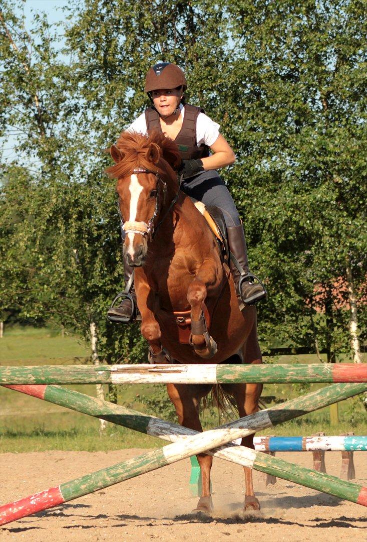 Anden særlig race Miss Mabel I ILU I - Læk-læk-lækker pony! <3 billede 19