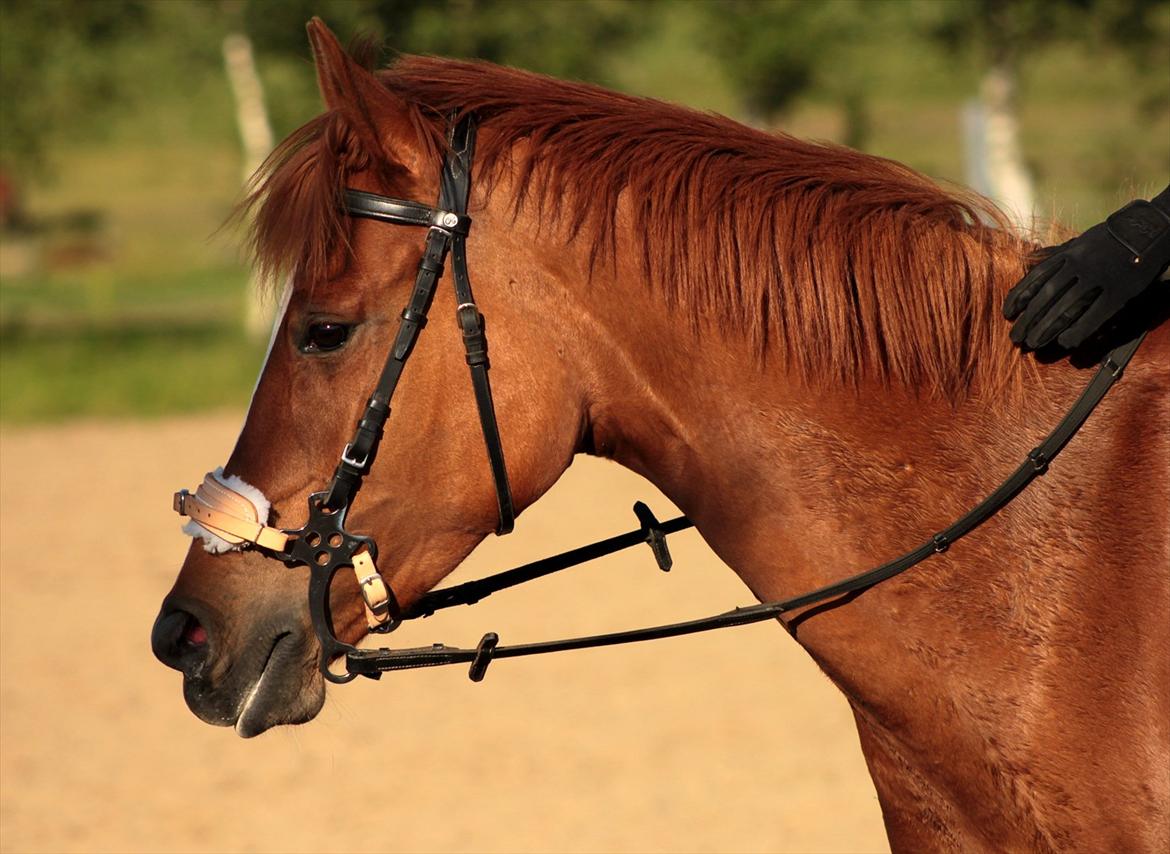 Anden særlig race Miss Mabel I ILU I - min smukke pige. <3 billede 2