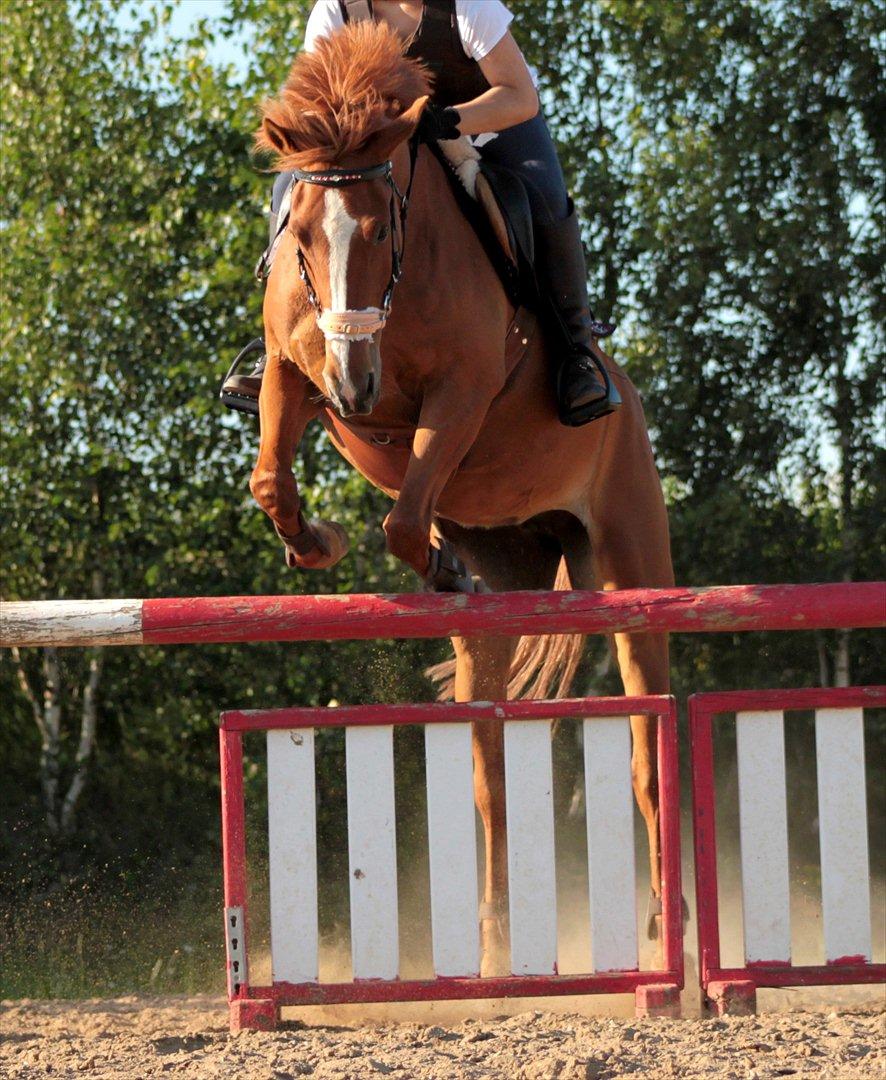 Anden særlig race Miss Mabel I ILU I billede 20