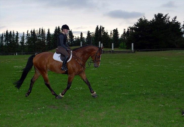 Dansk Varmblod Holmgårds Quatro - SOLGT! billede 18